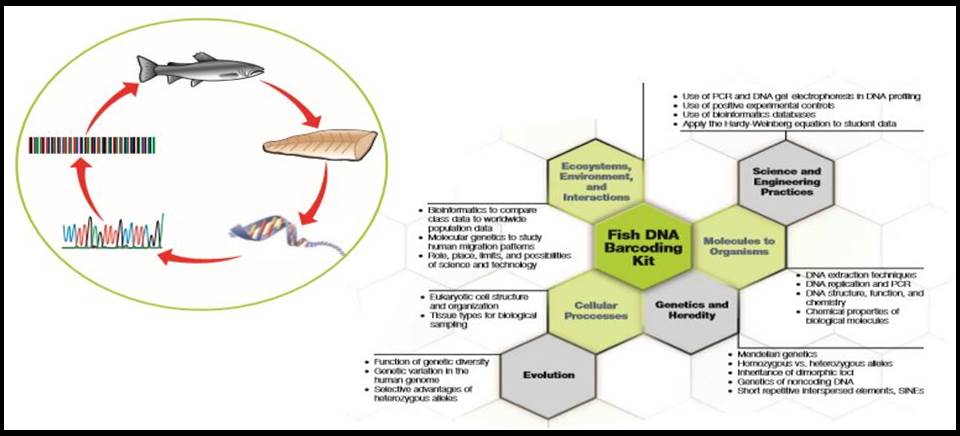 Fish DNA Barcoding Kit